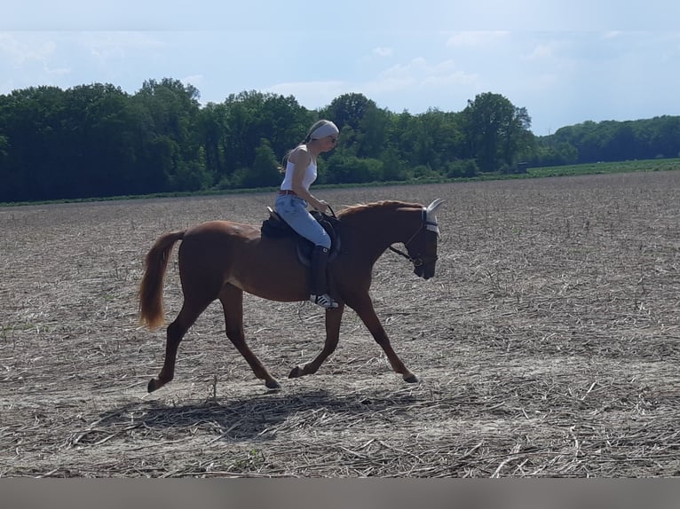 German Riding Pony Mare 4 years 14,3 hh Rabicano in Bonn