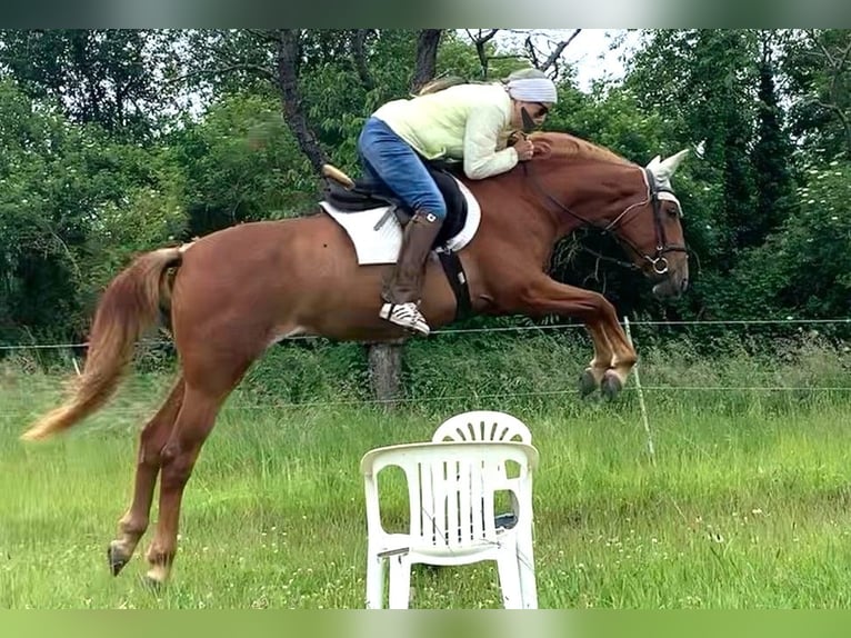 German Riding Pony Mare 4 years 14,3 hh Rabicano in Bonn