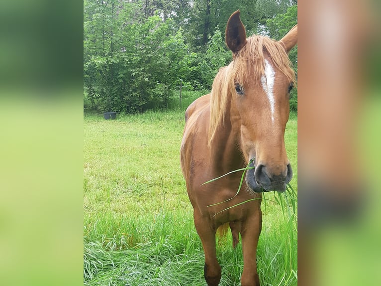 German Riding Pony Mare 4 years 14,3 hh Rabicano in Bonn