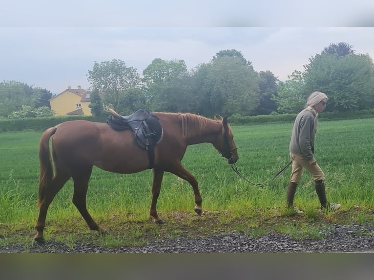 German Riding Pony Mare 4 years 14,3 hh Rabicano in Bonn