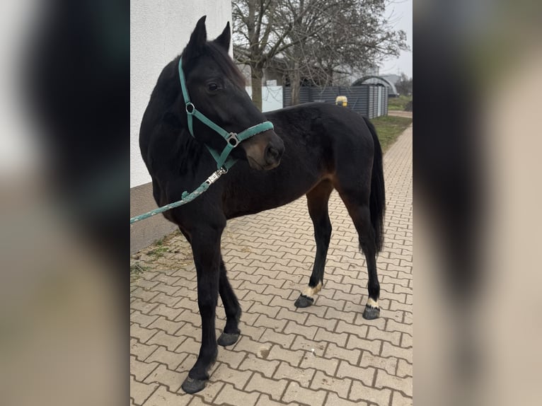 German Riding Pony Mare 4 years 14 hh Bay-Dark in Bad Kreuznach