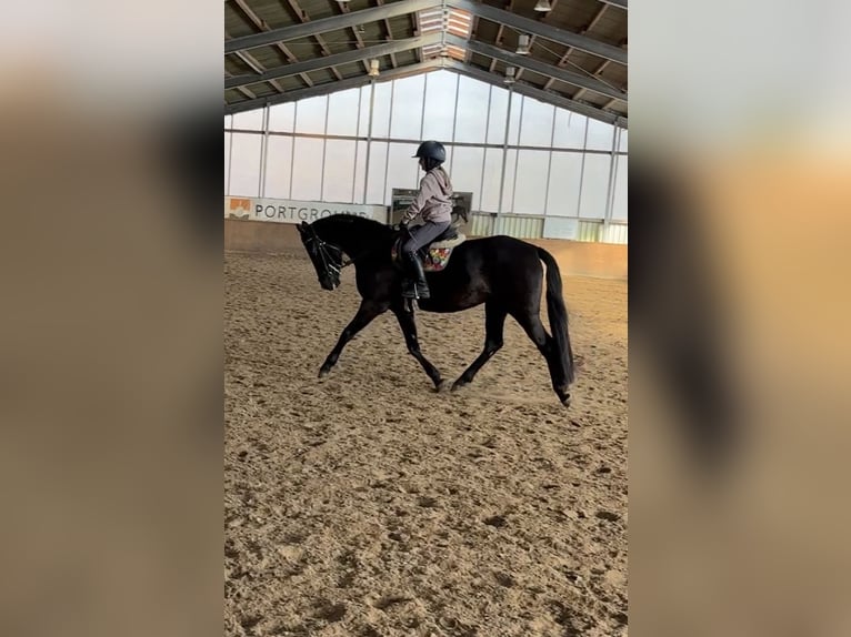 German Riding Pony Mare 4 years 14 hh Black in Leipzig