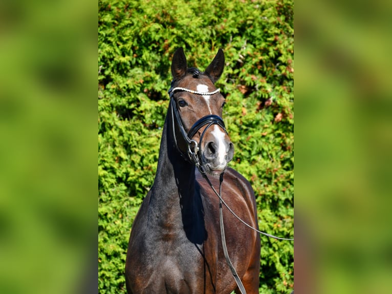 German Riding Pony Mare 4 years 14 hh Brown in Lippetal