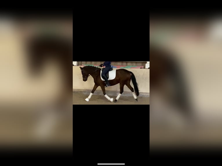 German Riding Pony Mare 4 years 14 hh Brown in Würzburg