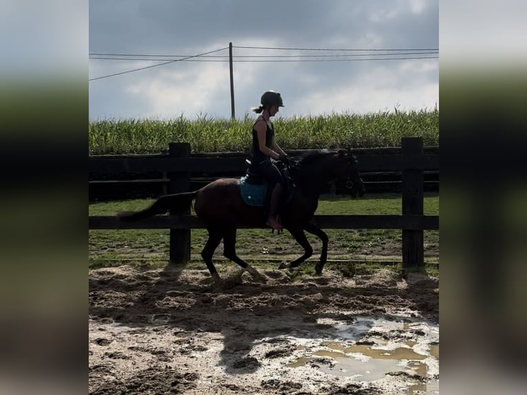 German Riding Pony Mare 4 years 14 hh Brown in Daleiden