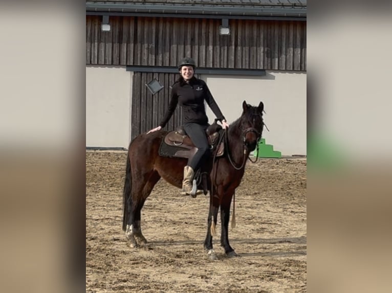 German Riding Pony Mare 4 years 14 hh Brown in Daleiden