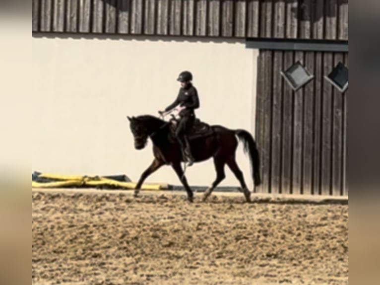 German Riding Pony Mare 4 years 14 hh Brown in Daleiden