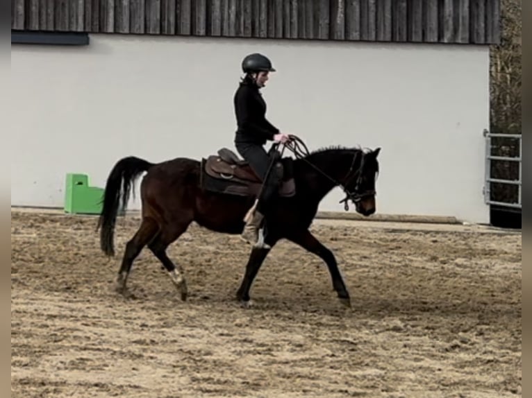 German Riding Pony Mare 4 years 14 hh Brown in Daleiden