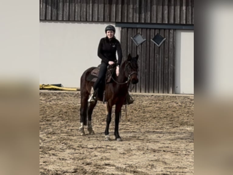 German Riding Pony Mare 4 years 14 hh Brown in Daleiden