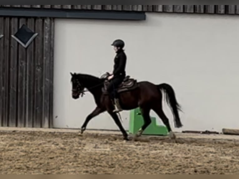 German Riding Pony Mare 4 years 14 hh Brown in Daleiden