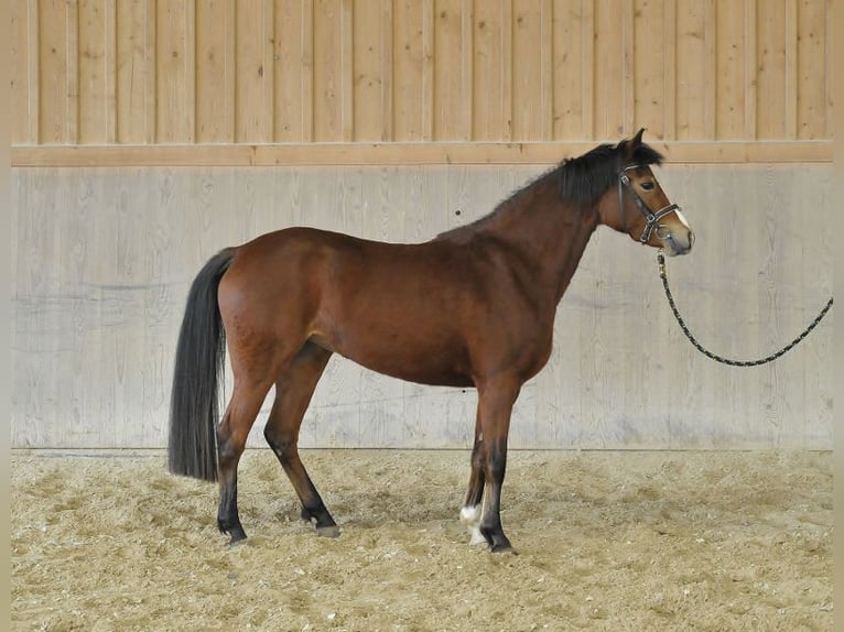German Riding Pony Mare 4 years 14 hh Brown in Wellheim