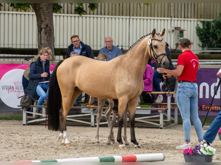 German Riding Pony Mare 4 years 14 hh Buckskin in Raesfeld