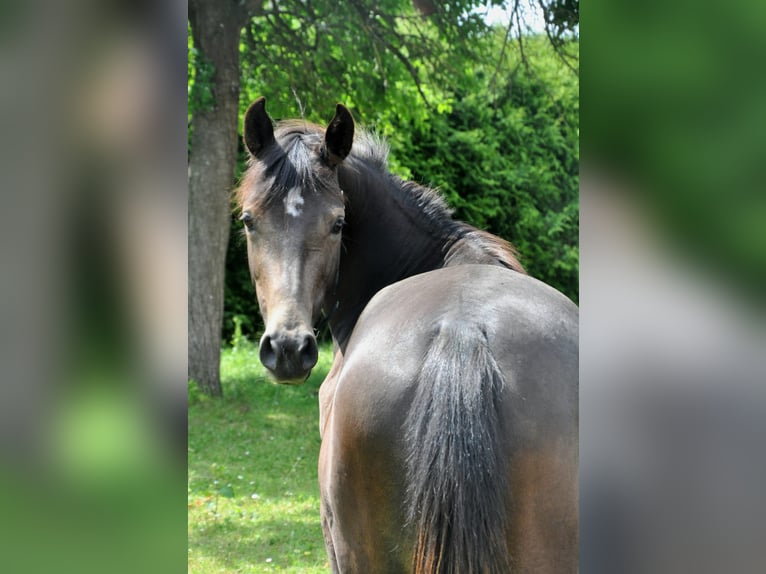 German Riding Pony Mare 4 years 14 hh Buckskin in Eckersdorf