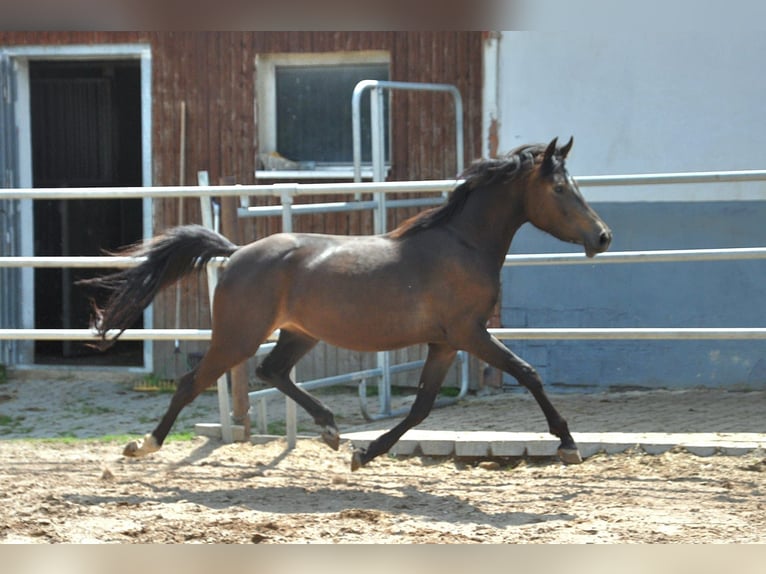 German Riding Pony Mare 4 years 14 hh Buckskin in Eckersdorf