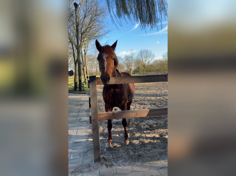 German Riding Pony Mare 4 years 14 hh Chestnut-Red in Bersenbrück