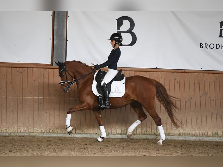 German Riding Pony Mare 4 years 14 hh Chestnut-Red in Riedstadt