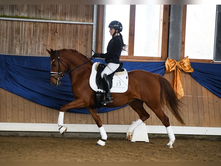 German Riding Pony Mare 4 years 14 hh Chestnut-Red in Riedstadt