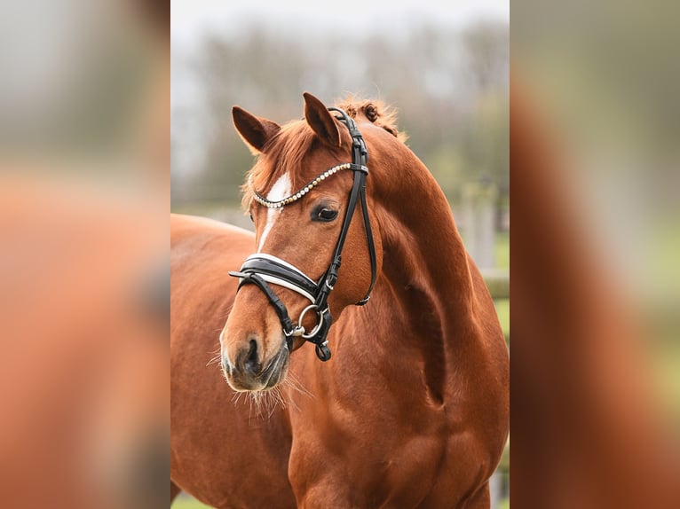 German Riding Pony Mare 4 years 14 hh Chestnut-Red in Riedstadt