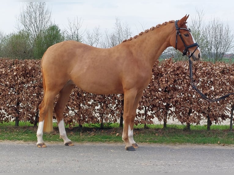 German Riding Pony Mare 4 years 14 hh Chestnut-Red in Weeze