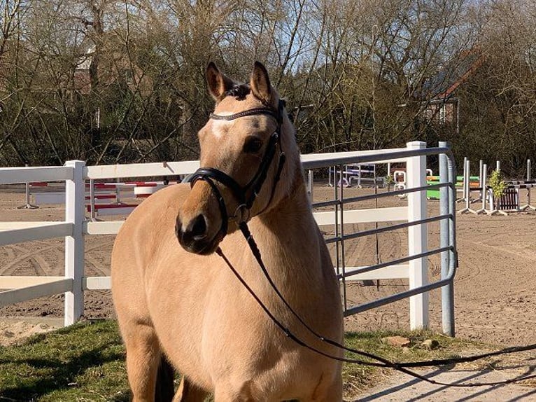 German Riding Pony Mare 4 years 14 hh Dun in Verden (Aller)