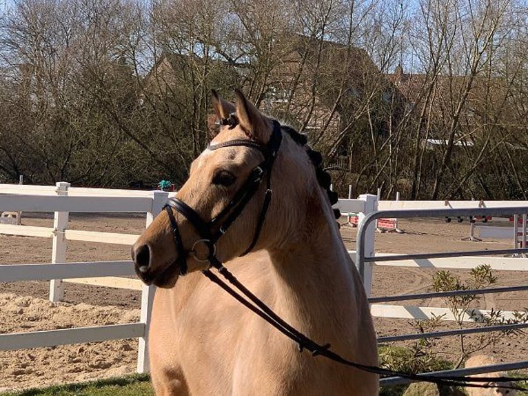 German Riding Pony Mare 4 years 14 hh Dun in Verden (Aller)