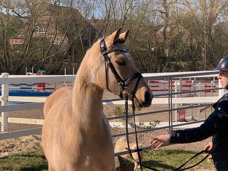 German Riding Pony Mare 4 years 14 hh Dun in Verden (Aller)