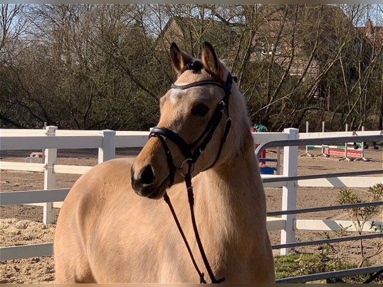 German Riding Pony Mare 4 years 14 hh Dun in Verden (Aller)