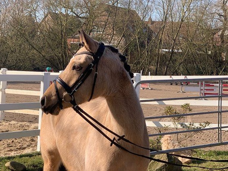 German Riding Pony Mare 4 years 14 hh Dun in Verden (Aller)