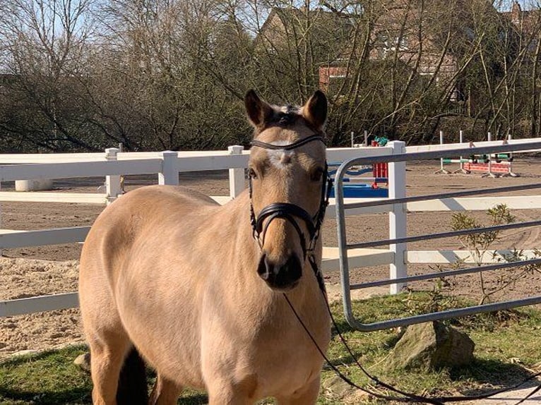 German Riding Pony Mare 4 years 14 hh Dun in Verden (Aller)