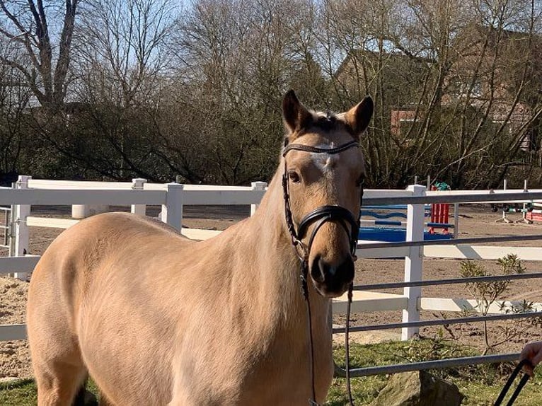 German Riding Pony Mare 4 years 14 hh Dun in Verden (Aller)