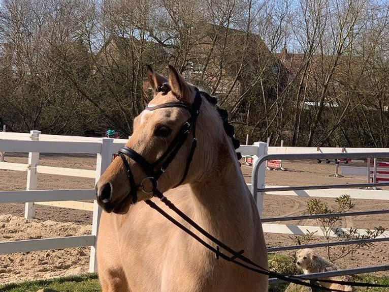 German Riding Pony Mare 4 years 14 hh Dun in Verden (Aller)