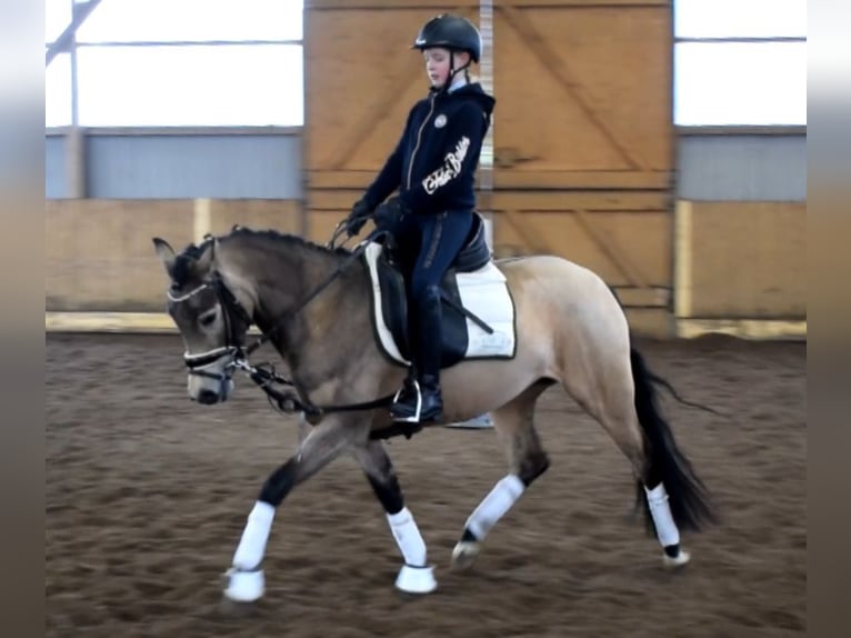 German Riding Pony Mare 4 years 14 hh Dun in Fredenbeck