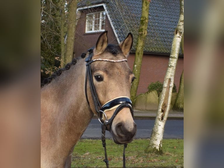 German Riding Pony Mare 4 years 14 hh Dun in Fredenbeck