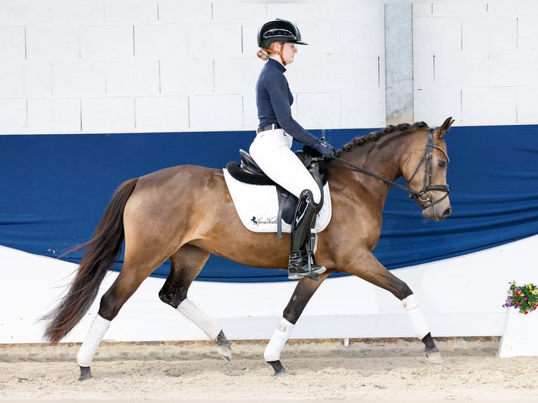 German Riding Pony Mare 4 years 14 hh Dun in Marsberg