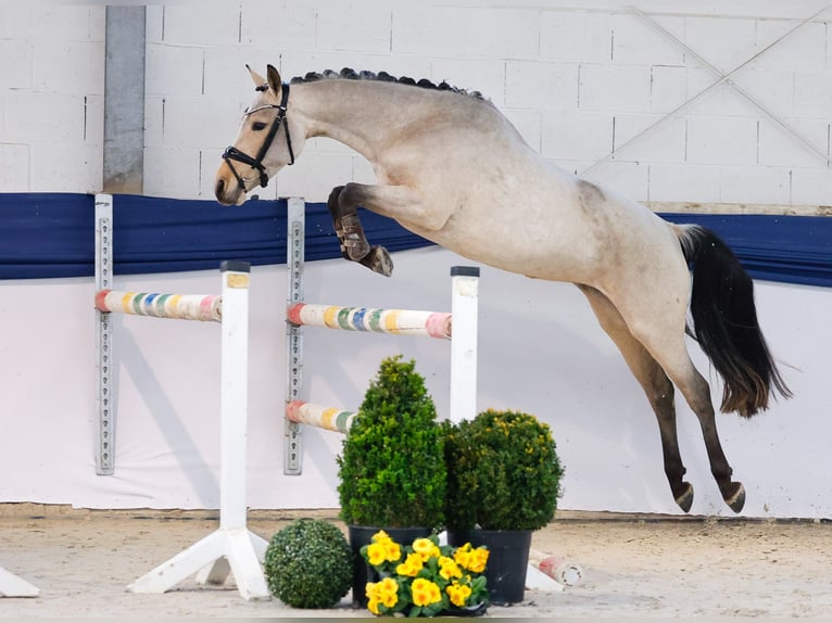 German Riding Pony Mare 4 years 14 hh Dun in Marsberg