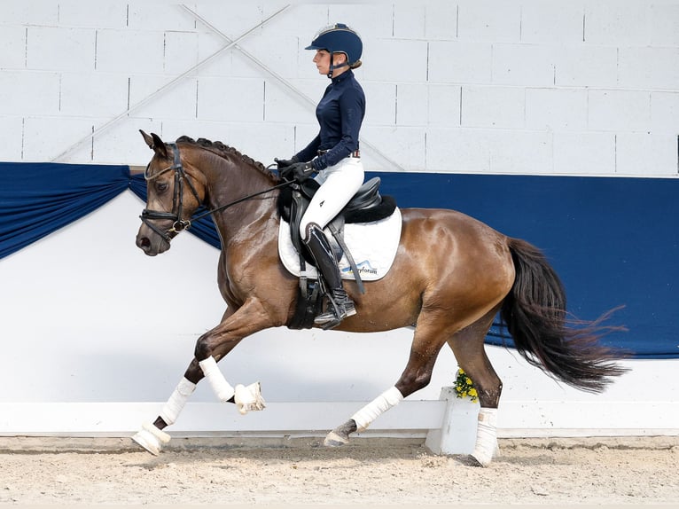 German Riding Pony Mare 4 years 14 hh Dun in Marsberg