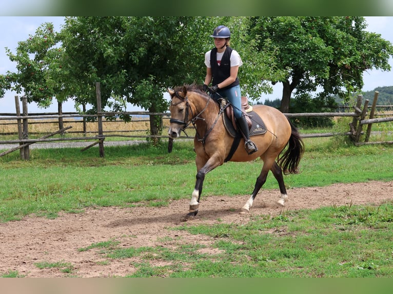 German Riding Pony Mix Mare 4 years 14 hh Dun in Buchen Waldhausen