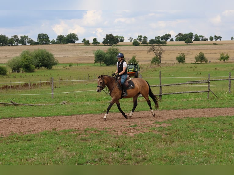 German Riding Pony Mix Mare 4 years 14 hh Dun in Buchen Waldhausen