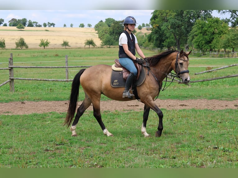 German Riding Pony Mix Mare 4 years 14 hh Dun in Buchen Waldhausen
