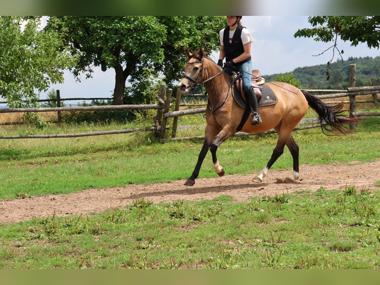 German Riding Pony Mix Mare 4 years 14 hh Dun in Buchen Waldhausen