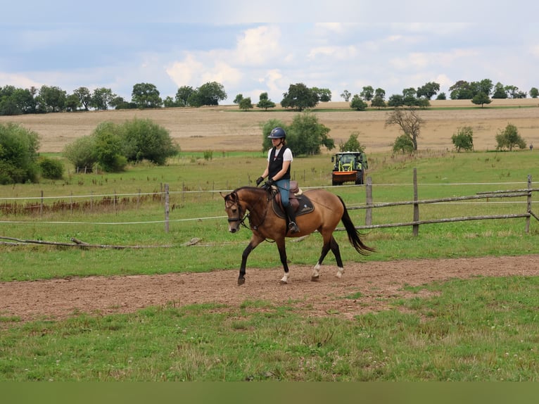 German Riding Pony Mix Mare 4 years 14 hh Dun in Buchen Waldhausen