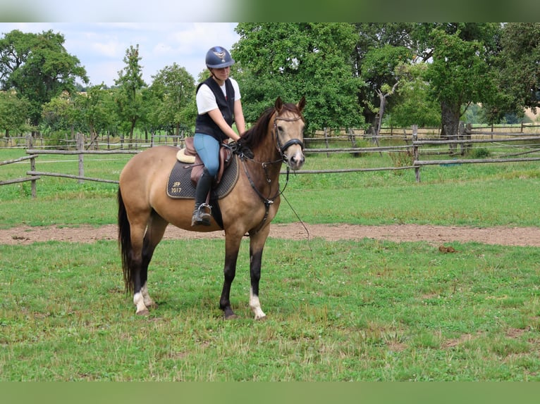 German Riding Pony Mix Mare 4 years 14 hh Dun in Buchen Waldhausen