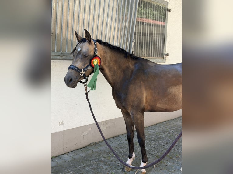 German Riding Pony Mare 4 years 14 hh Dun in Sonnefeld