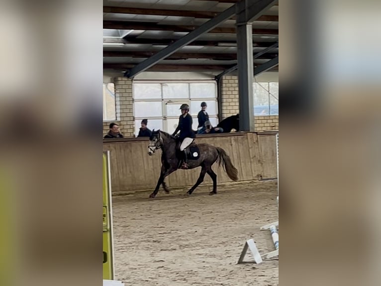 German Riding Pony Mix Mare 4 years 14 hh Grey-Dapple in Osterwald