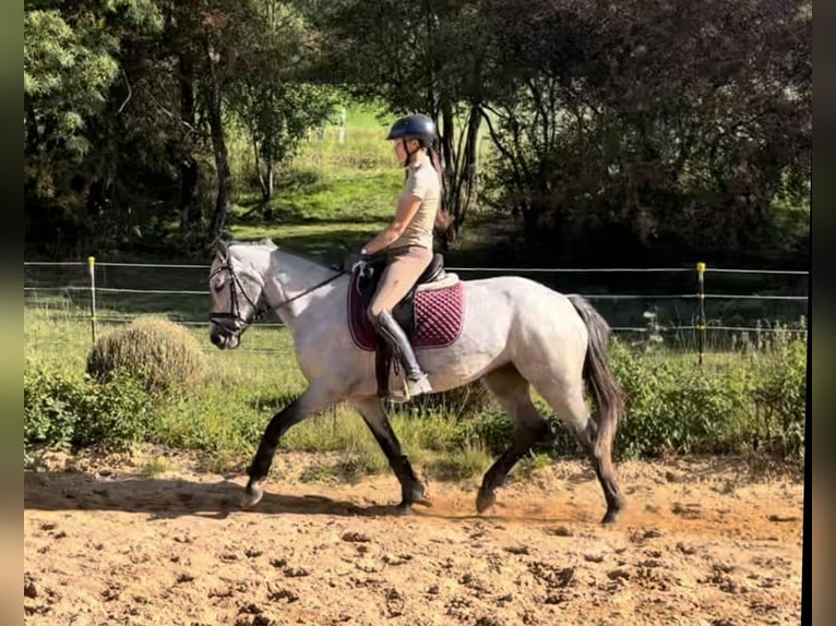 German Riding Pony Mare 4 years 14 hh Grey-Dark-Tan in Harsdorf