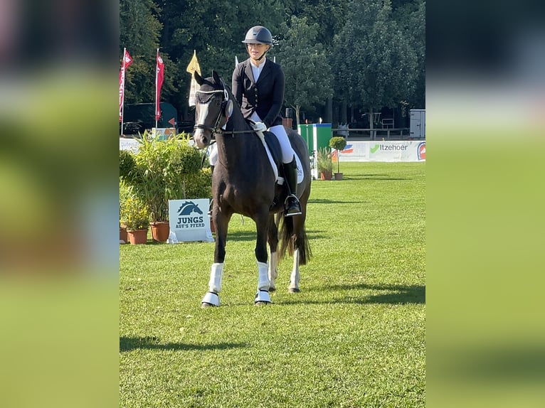 German Riding Pony Mare 4 years 14,1 hh Bay-Dark in Ahrensburg