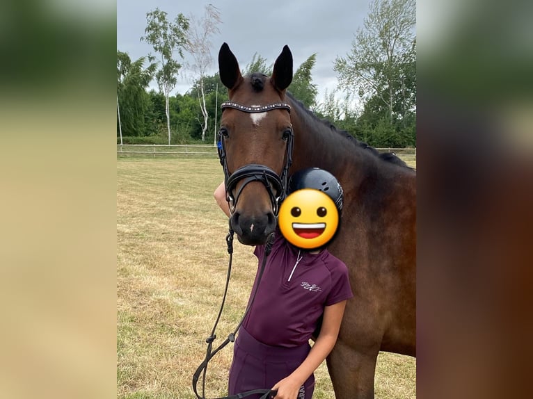 German Riding Pony Mare 4 years 14,1 hh Bay-Dark in Bramsche