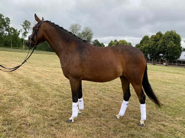 German Riding Pony Mare 4 years 14,1 hh Bay-Dark in Bramsche