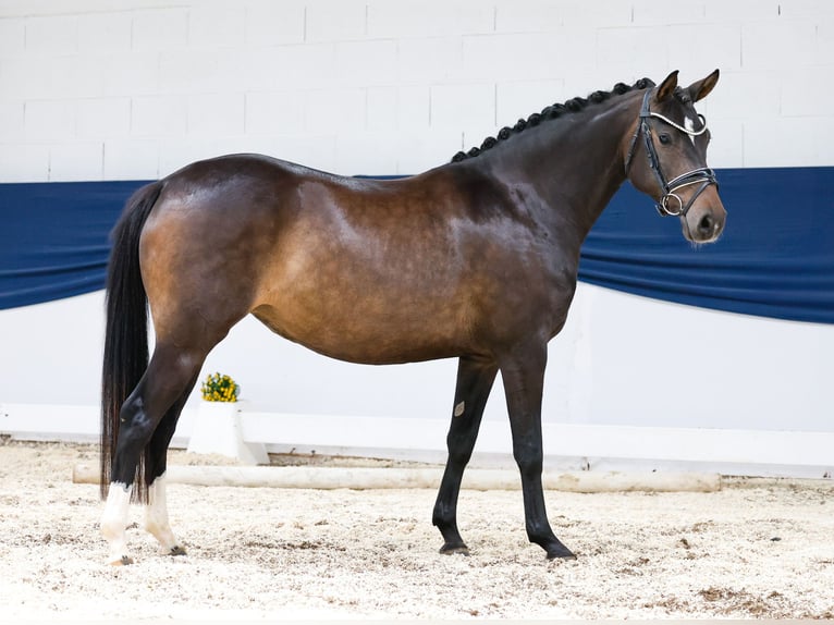German Riding Pony Mare 4 years 14,1 hh Bay-Dark in Marsberg
