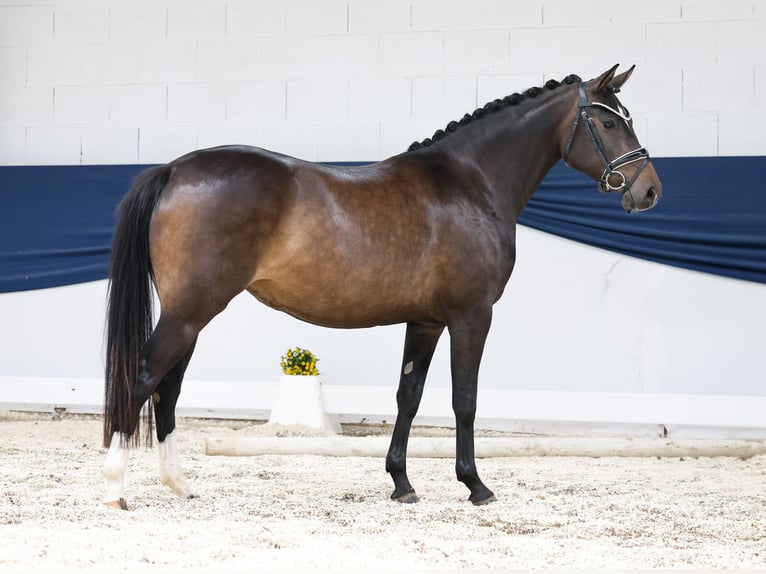 German Riding Pony Mare 4 years 14,1 hh Bay-Dark in Marsberg
